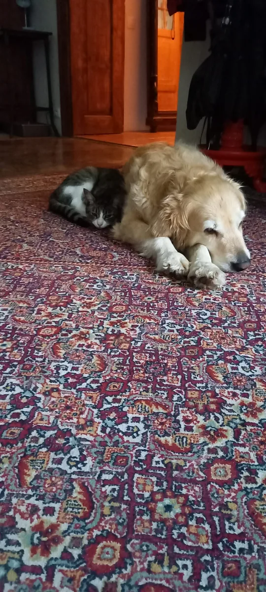 Ogród Nowego Dworu z hamakami